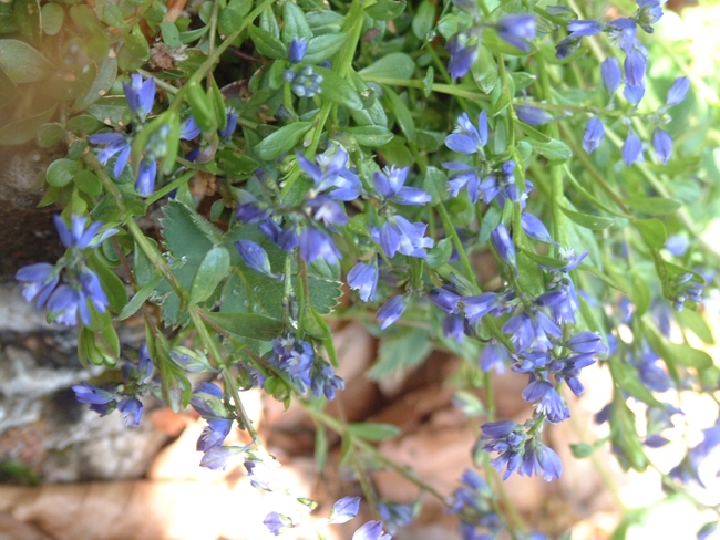 da determinare - Polygala sp.